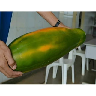 kit SEMENTES MAMAO Gigante Vermelho até 8 kilos em Oferta na Shopee