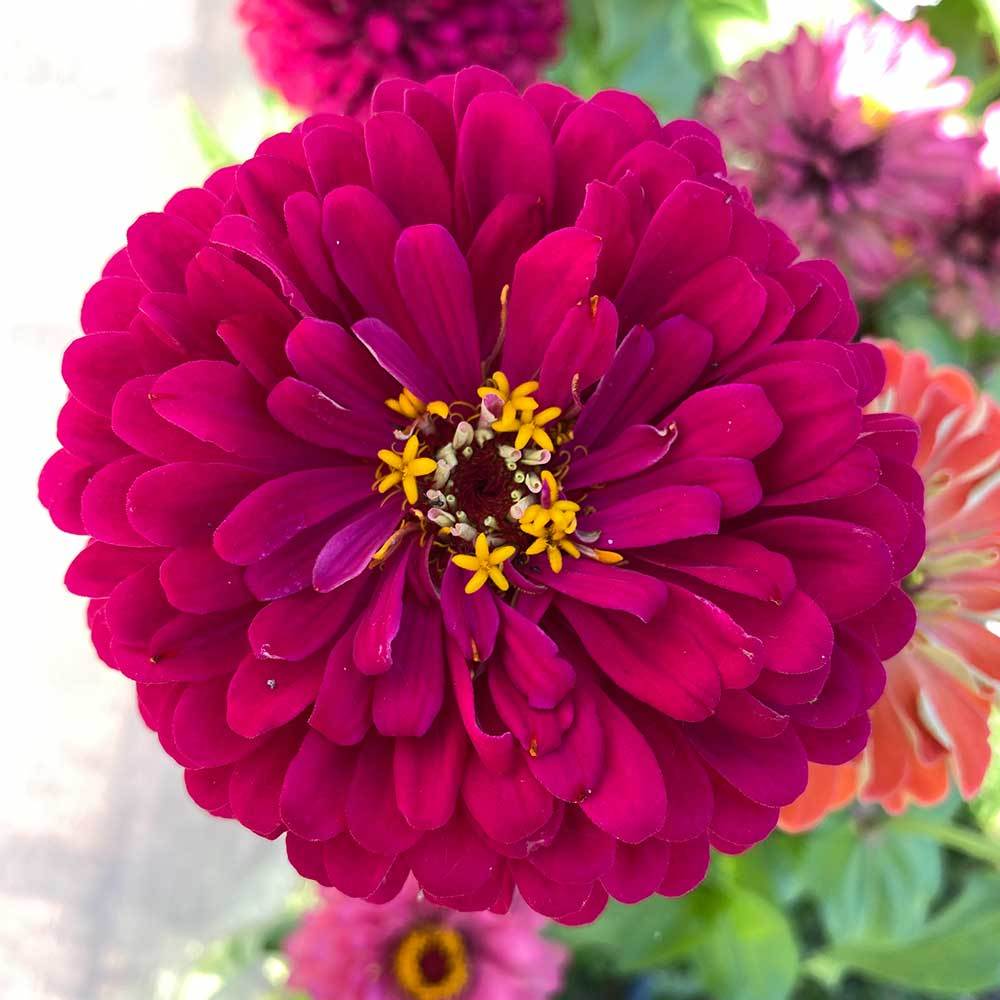 Sementes Zinia Gigante da Califórnia Rosa Dobrada em Oferta na Shopee