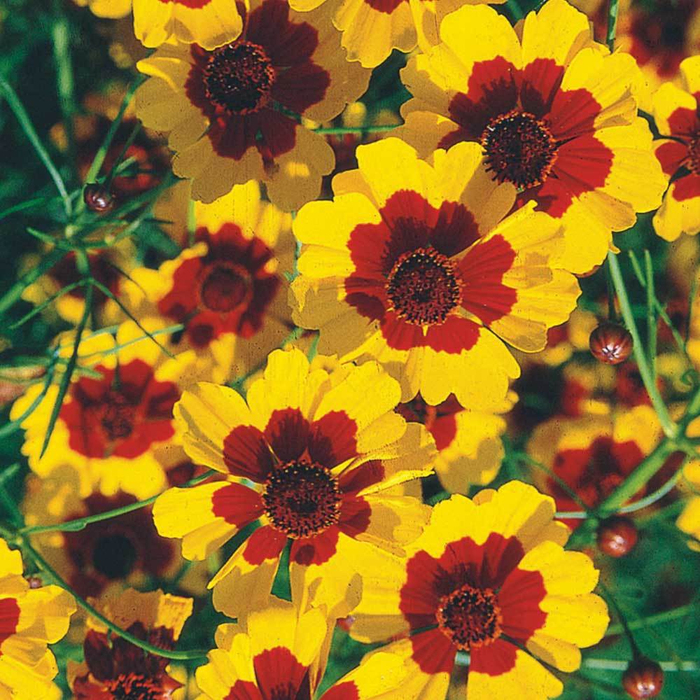 Sementes Caliopsis Elegans Bicolor