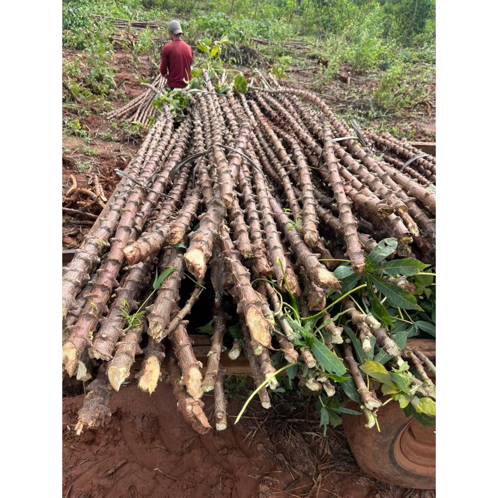 50 Manivas/Rama De Mandioca Amarela IAC 576-70 EMBRAPA Aipim de mesa, Frescas.