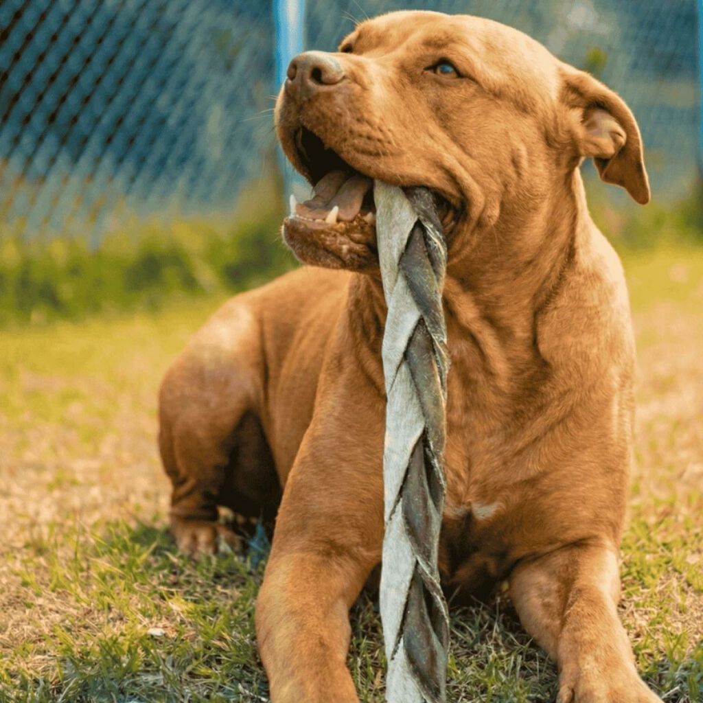 Mordedor para cachorro Trança de Couro Bovino para cães Natuka em Oferta na Shopee