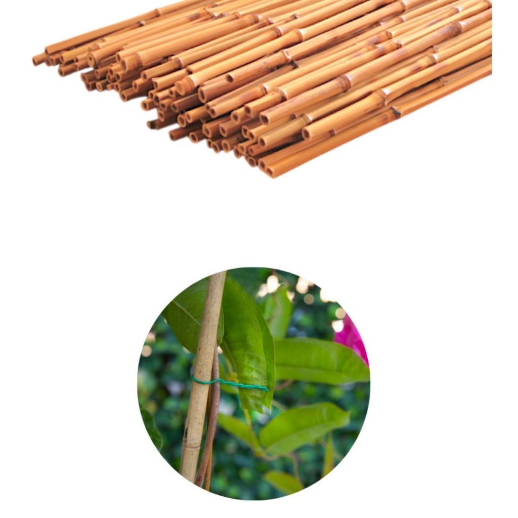 Kit 10 Unidades Tutor de Bambu 45cm ACM10UT45