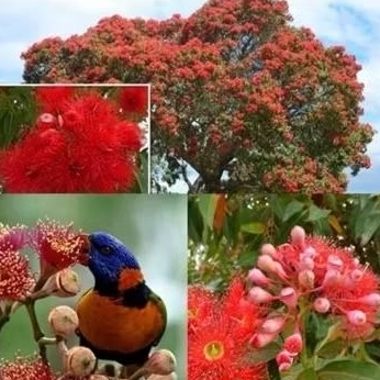 5000 Mil pcs Sementes eucalipto vermelho jardins