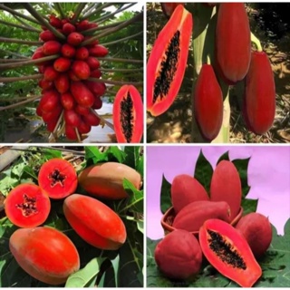 Sementes de Mamão Vermelho Gigante - Frutos Doces e Enormes em Oferta na Shopee