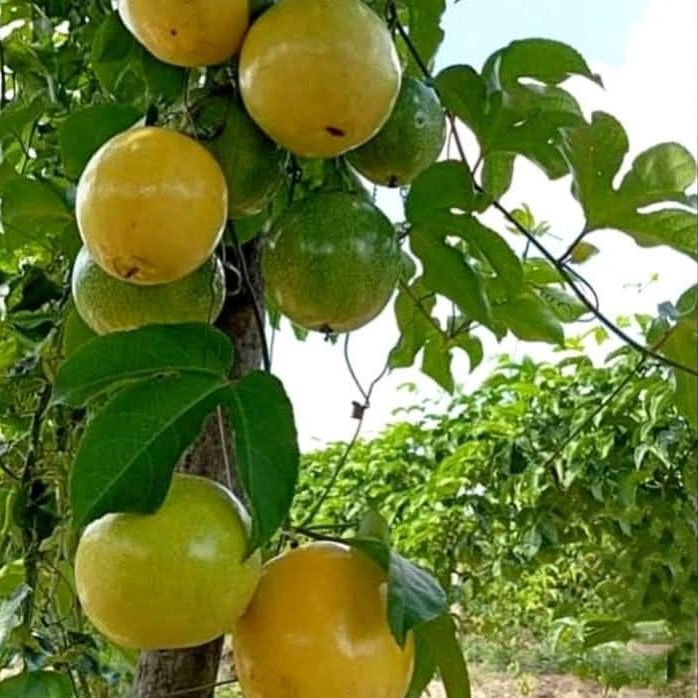 Sementes Maracujá Catarina