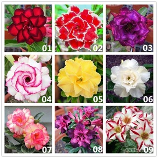 Sementes de rosa do deserto raras alta Germinação em Oferta na Shopee