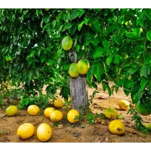 Sementes Maracujá Redondo Amarelo Fruta Produtiva para Plantio
