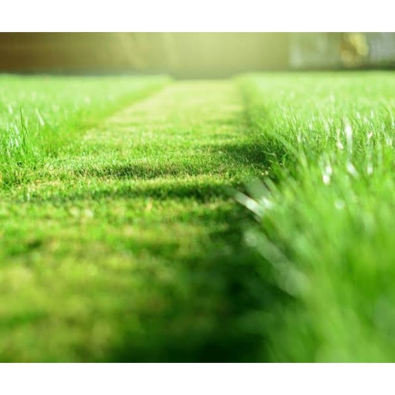 100.000 Mil Pcs Sementes grama esmeralda grass ll jardins