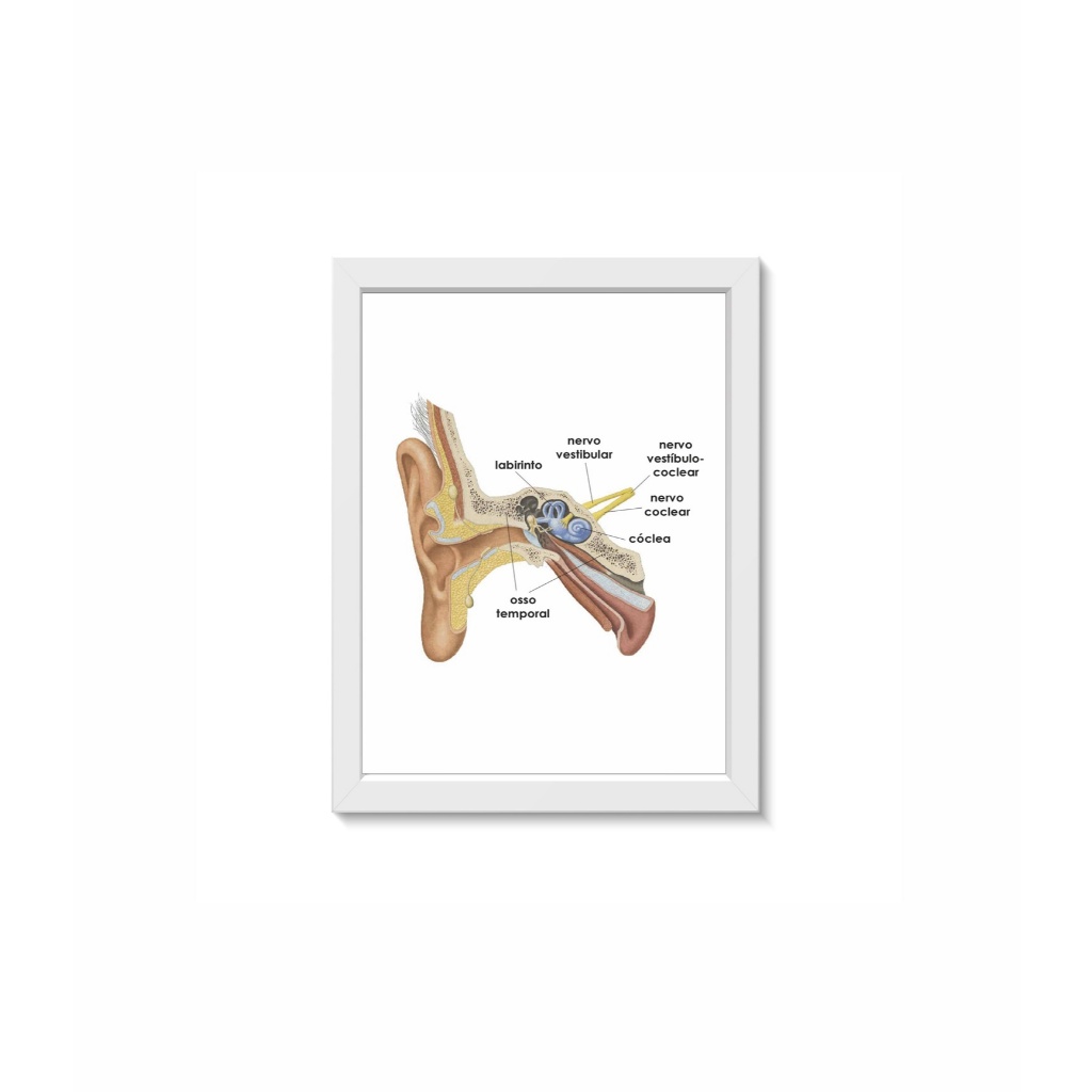 Quadro Decorativo Anatomia do Ouvido Cóclea Decoração Consultório Médico Otorrinolaringologia  Moldura 30x40cm Madeira