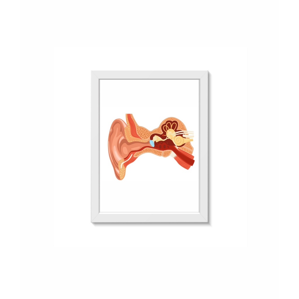 Quadro Decorativo Ouvido Cóclea Decoração Consultório de Otorrinolaringologia Moldura 30x40cm Madeira