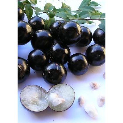 Muda de Jabuticaba Hibrida/enxertada - A MAIS DOCE- PRODUZ RÁPIDO- 37cm - 1muda