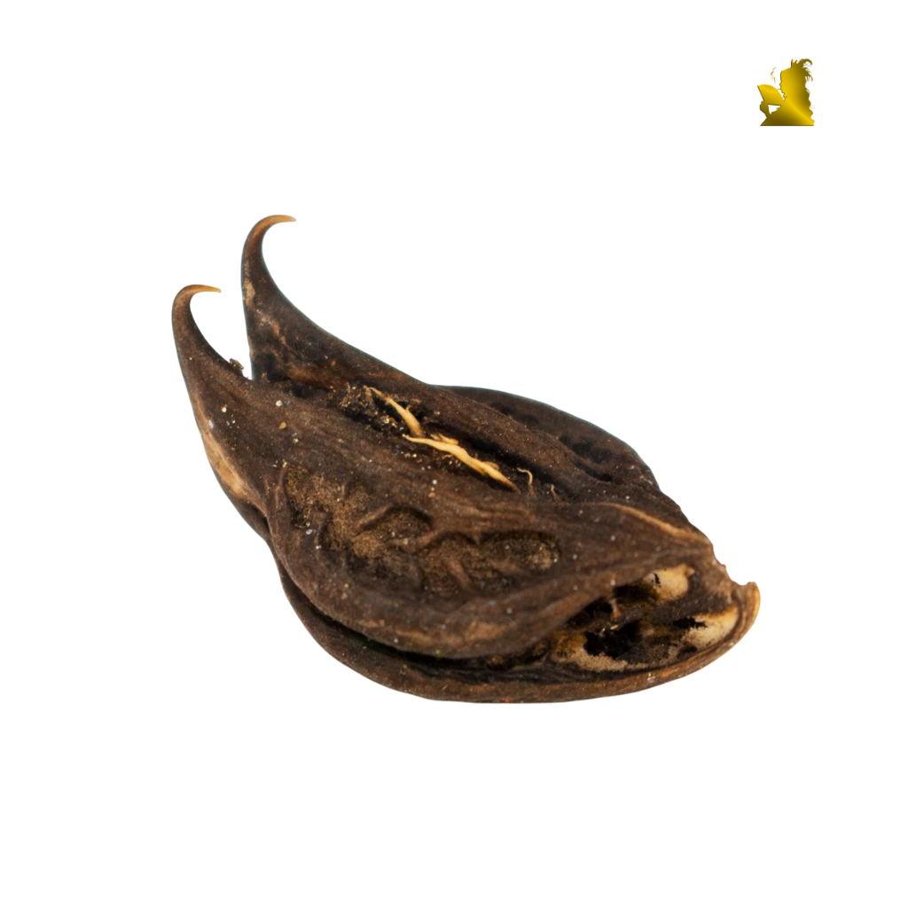 Garra de Exu Unha de Pomba Gira Fava - Umbanda Candomblé