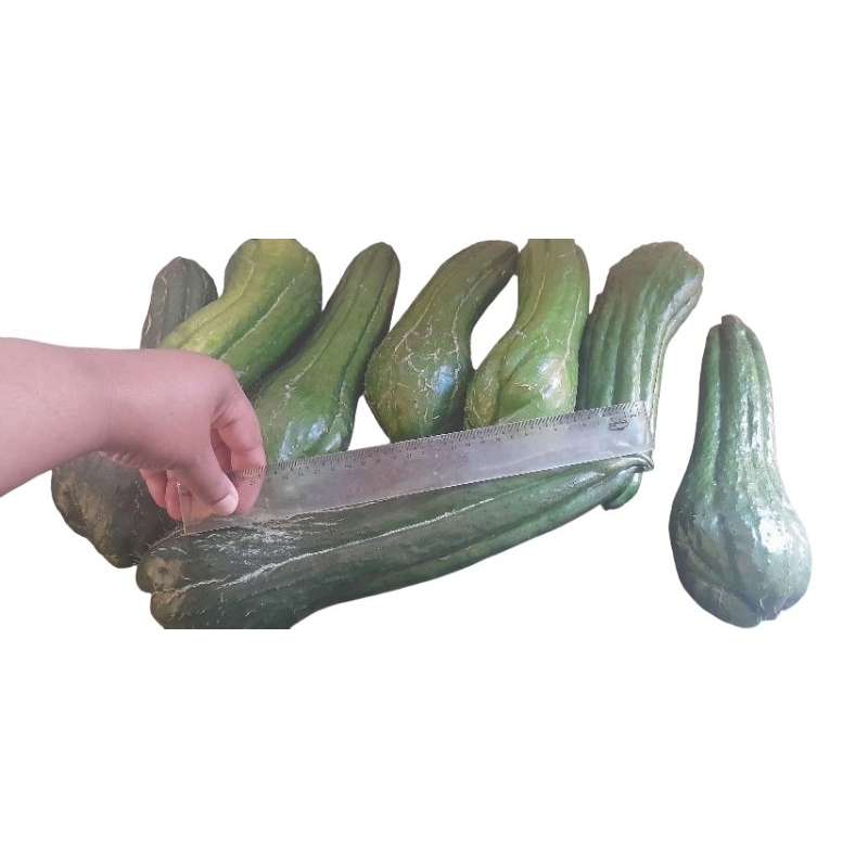 2 mudas chuchu verde graudo