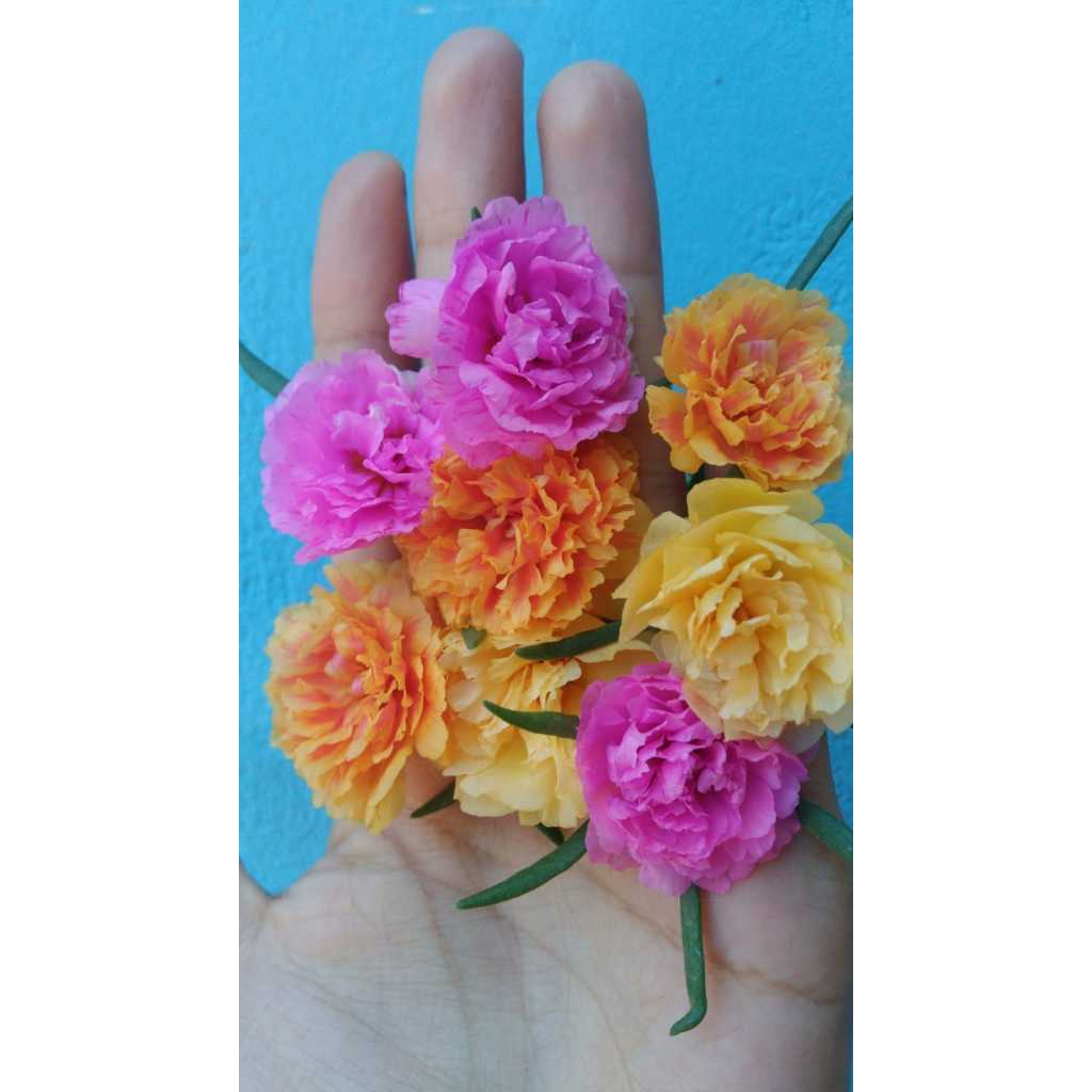 Onze-horas dobradas (portulaca) galhos