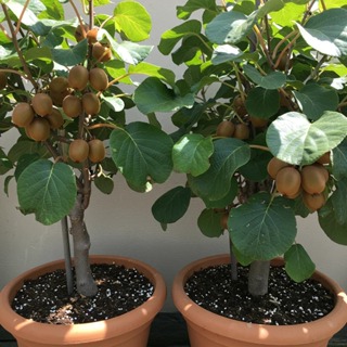 Sementes de Kiwi Golden – 20 Unidades Pra Vaso em Oferta na Shopee