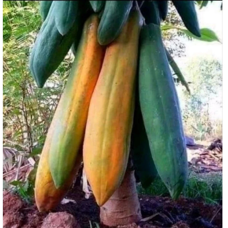 10 Sementes Mamão Gigante GOLIAS - Crescimento Rápido e Altas Taxas de Germinação em Oferta na Shopee