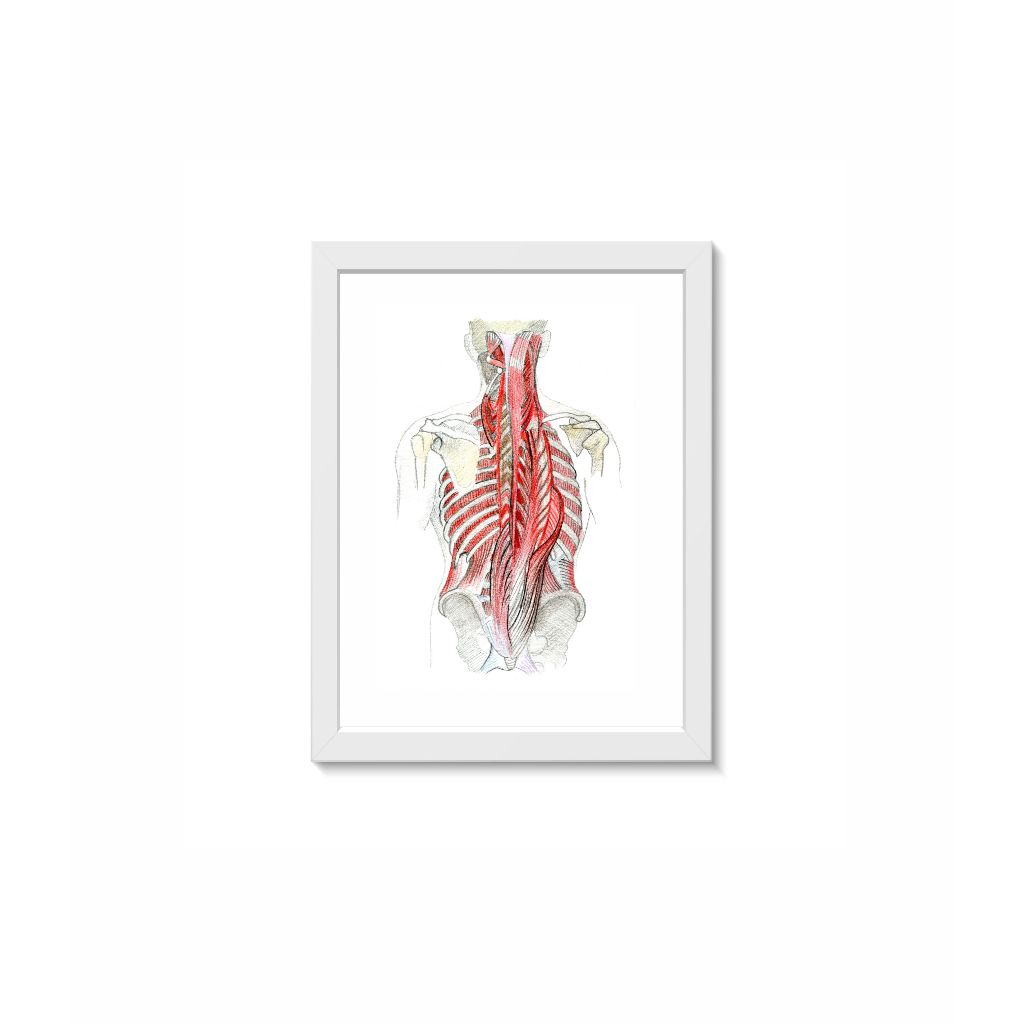 Quadro Decorativo Sistema Muscular das Costas Decoração Consultório Médico Ortopedia Fisioterapia