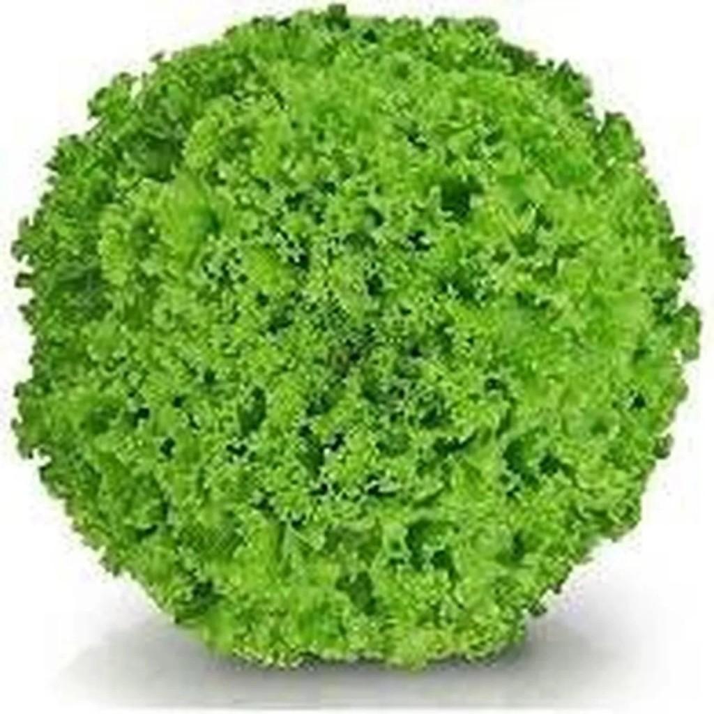 Sementes Originais Sementes De Alface Crespa Jade Sakata  germinação rápida