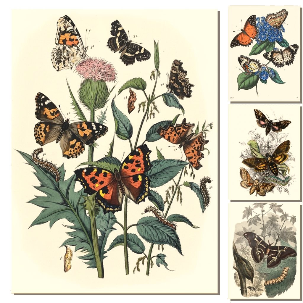 Kit 10 Poster Borboleta Vintage - Botânica Flores Parede Retrô Borboletas Livros de Biologia