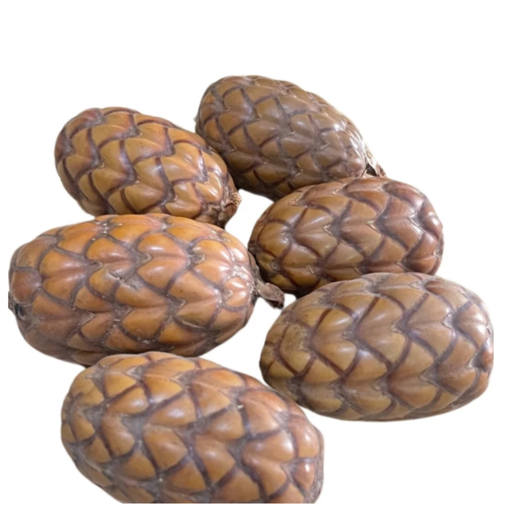 Fava Pinha de Oxossi - SEMENTE NATURAL - Ritual - Assentamento - Magia