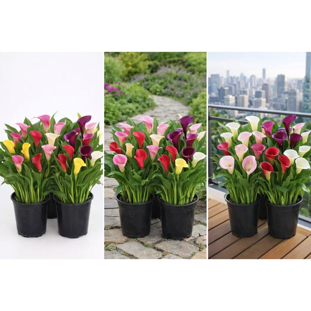 Rara sementes copo de leite sortidos mix de especies com manual de cultivo