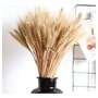 Trigo Seco Para Decoração -120 Hastes | Arranjos, Flores Desidratadas, Vaso Decorativo