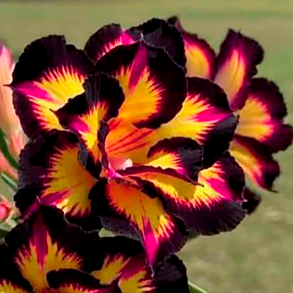 Veja o vídeo. Kit com 20 sementes dessa espetacular cor de flor da Rosa do Deserto.