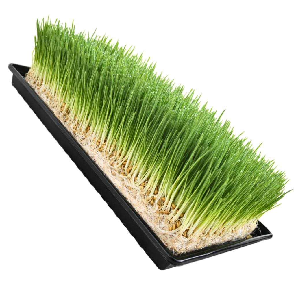 10 Bandejas Pretas Para Milho Hidropônico Forragem Profissional - Sem furo