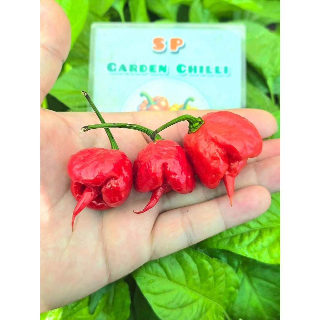 Sementes Pimentas Carolina Reaper 100% autênticas – as mais picantes do mundo