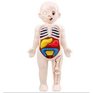 Boneco Anatômico Corpo Humano Brinquedo 3D Interativa