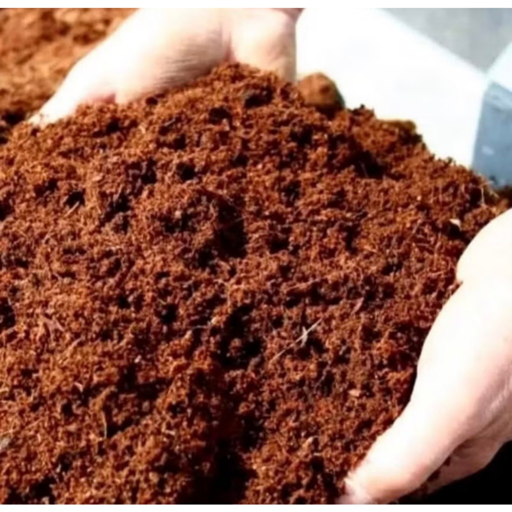 Pó de coco Plantio Germinação Cultivo Jardinagem orquídeas hotaliças flores hidropônicos árvores