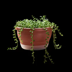 3/5 ou 10un. Vaso Cuia Grande 8L com Prato Anti-Dengue autoirrigavel para Samambaias, Jibóia, Pendentes, Rosa do Dese..
