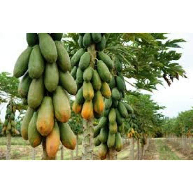Mamão Gigante tailandes- Fácil Cultivo e Alta Produção 10 sementes
