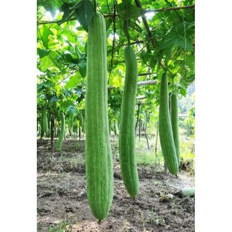 Sementes de Bucha Gigante Natural – Cultive em Casa