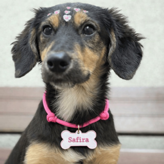 Colar pet ajustável com placa de identificação e nome - Varias Cores  e tamanhos - Cães e Gatos em Oferta na Shopee