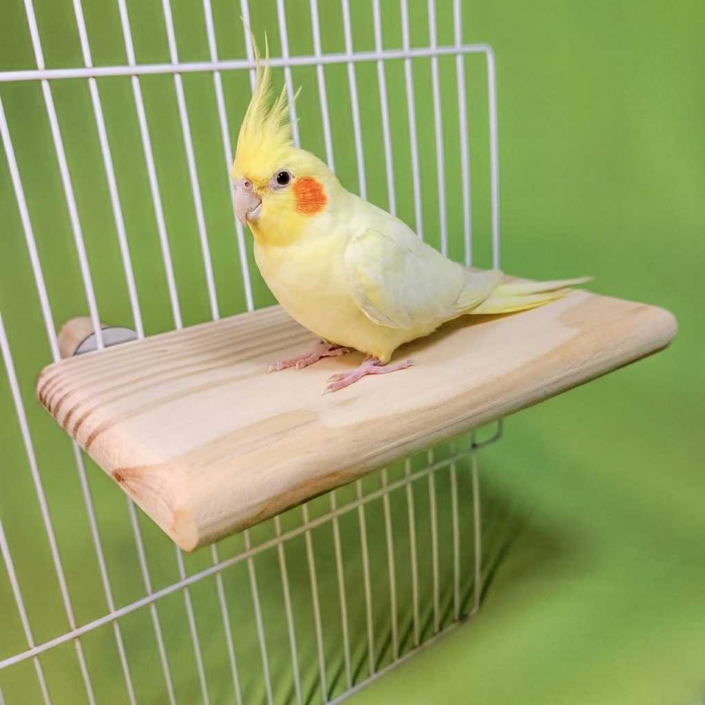 Poleiro plataforma vários tamanhos, calopsita, ring neck, periquito e aves de pequeno a médio porte. em Oferta na Shopee