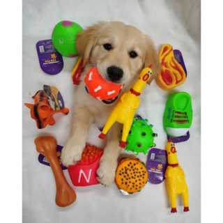 kit Brinquedo mordedores de VINIL Para Cães ant estress Filhote Cachorro em Oferta na Shopee