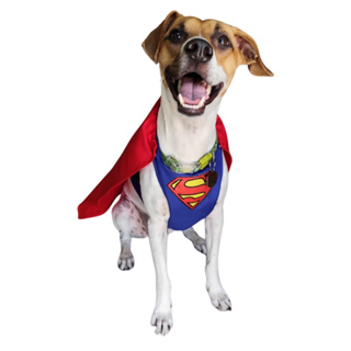 Roupa Pet SuperMan para Cachorros e Gatos Fantasia Super Homem em Oferta na Shopee