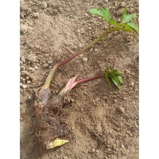 25 mudas de batata baroa/salsa/mandioquinha em Oferta na Shopee