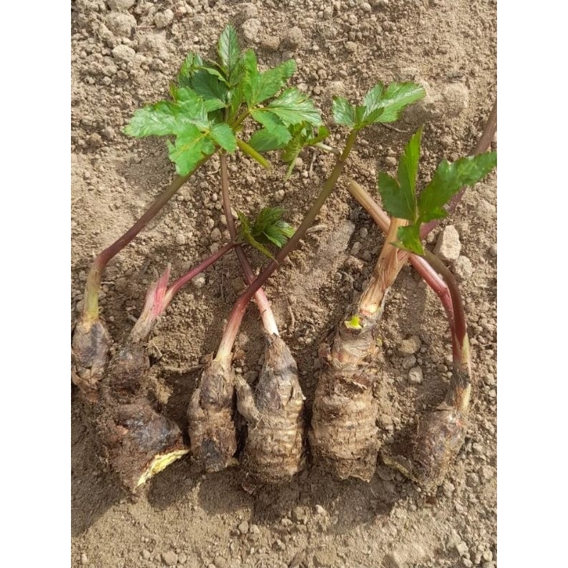 75 mudas (rizomas) de batata mandioquinha/baroa/salsa em Oferta na Shopee