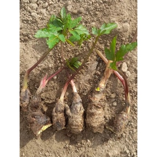 75 mudas (rizomas) de batata mandioquinha/baroa/salsa em Oferta na Shopee