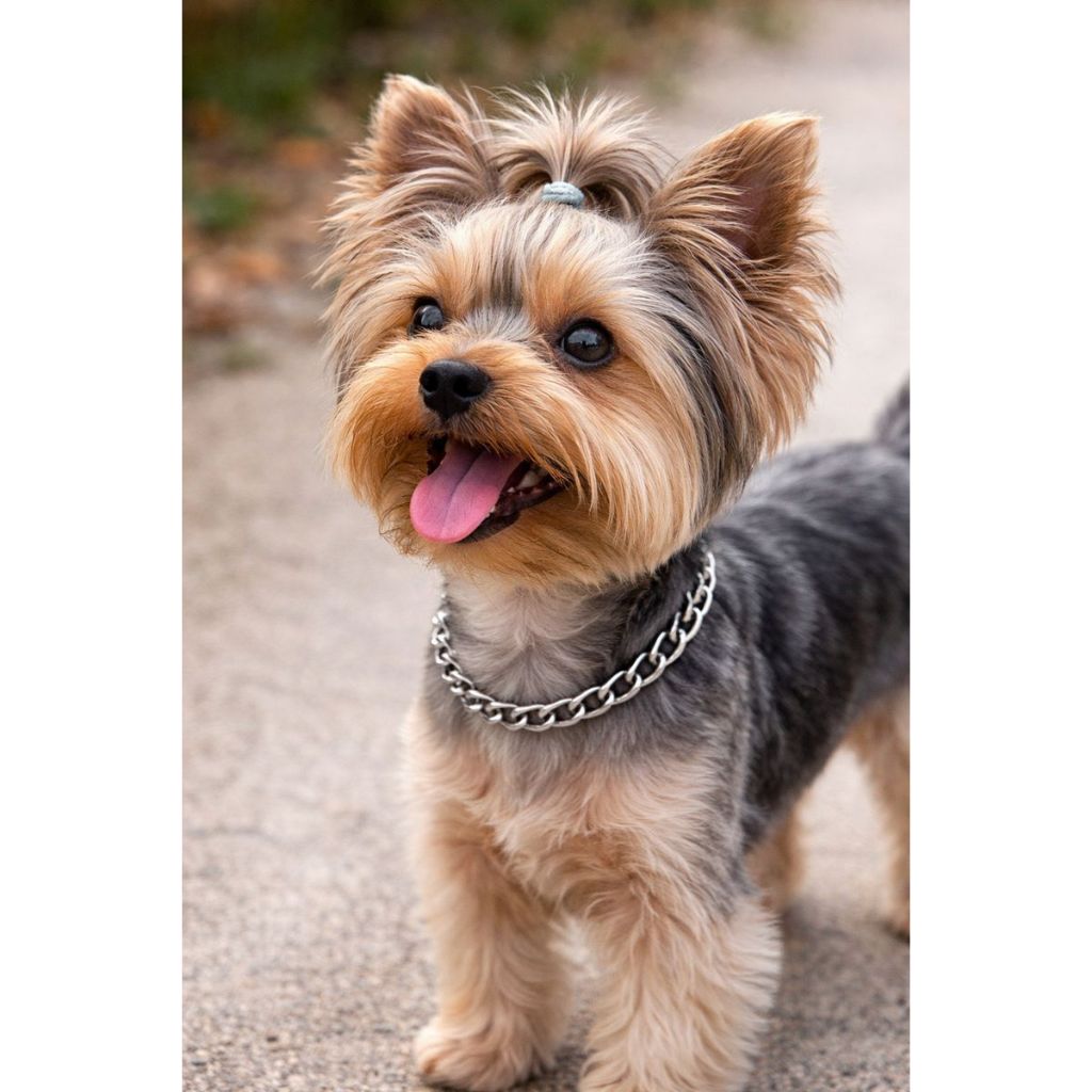 Enforcador Colar Elo Redondo Exposição Reforçado para Cães em Oferta na Shopee