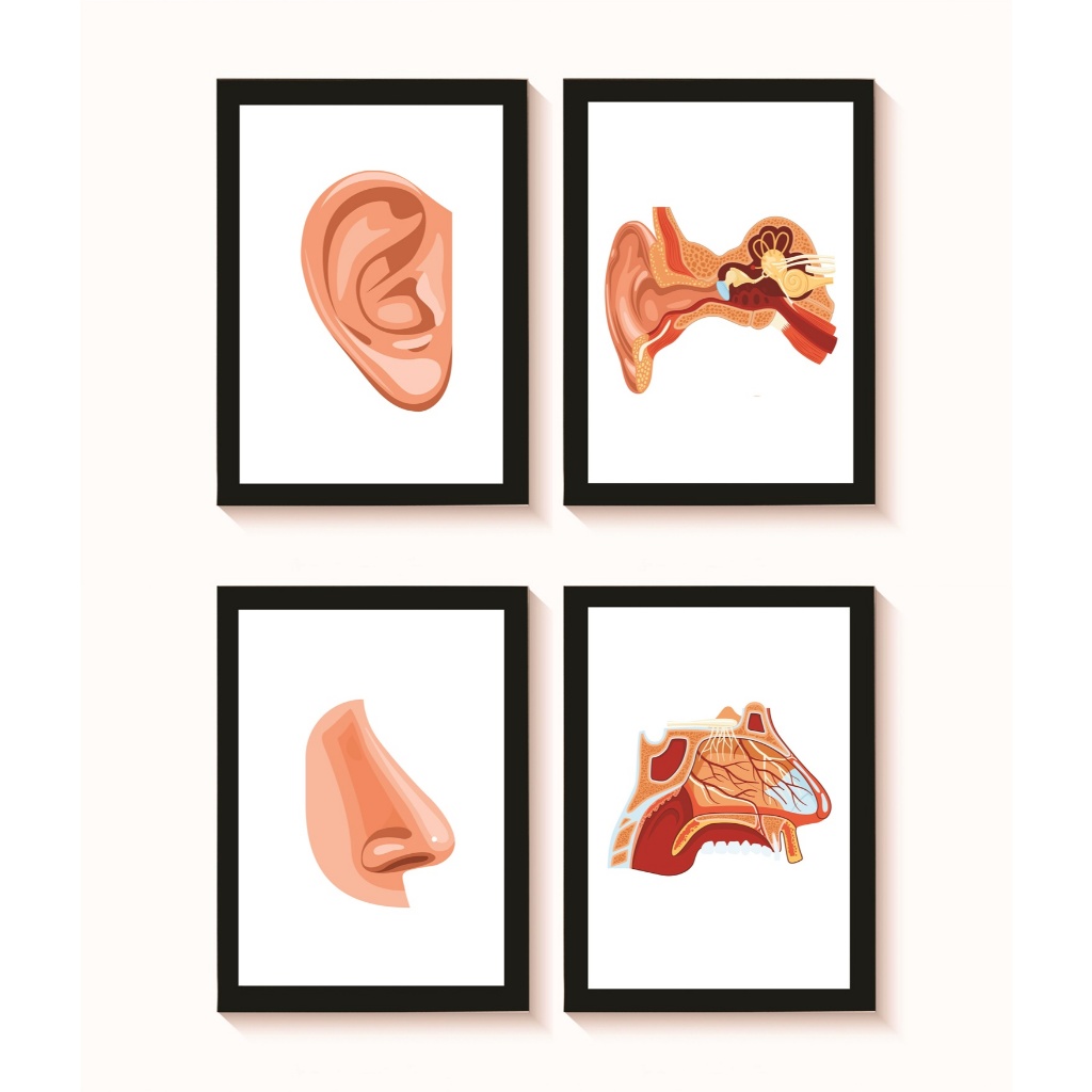 Kit 4 Quadros Decorativos Ouvido Nariz Decoração Consultório Médico Otorrinolaringologia Molduras 20x30cm Madeira