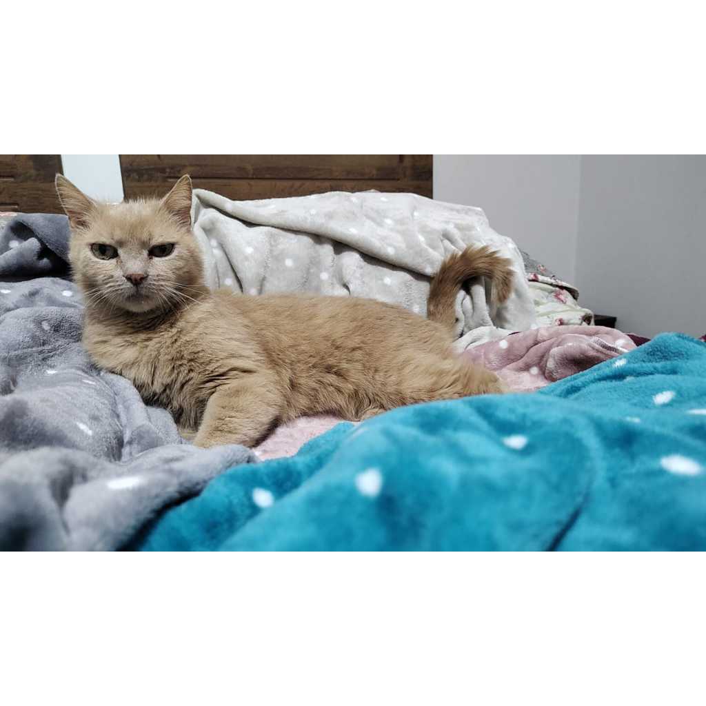 Mantas Soft para PET / Mantinha Macia / Manta multiuso / Coberta para PET