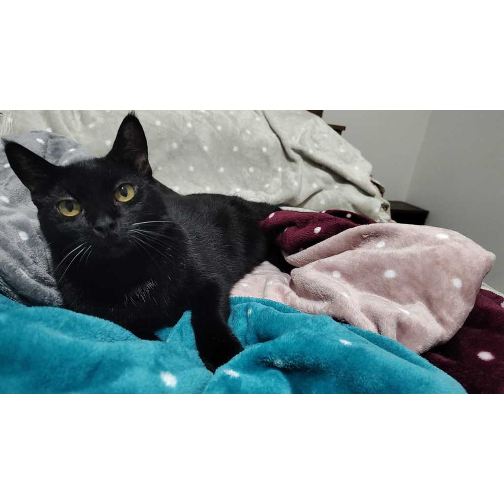 Cobertor Pet Mantinha para Cachorro Gato Manta Microfibra Lavável 100x90cm Grande Sortido