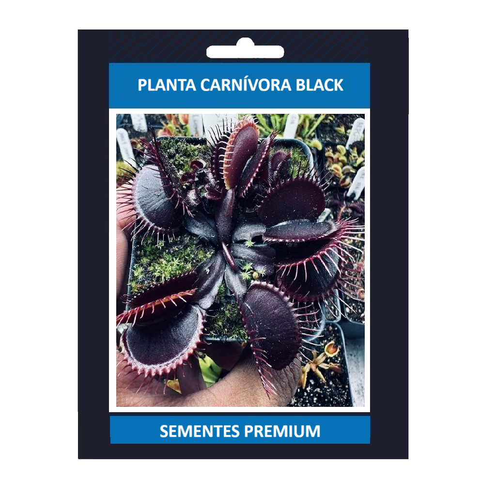 ENVIO SUPER RÁPIDO Planta Carnívora Black 100 Sementes de Com Manual de cultivo l T1