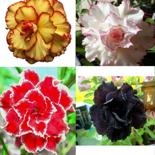 PACOTE com sementes Rosa do Deserto 1/3/5 em Oferta na Shopee