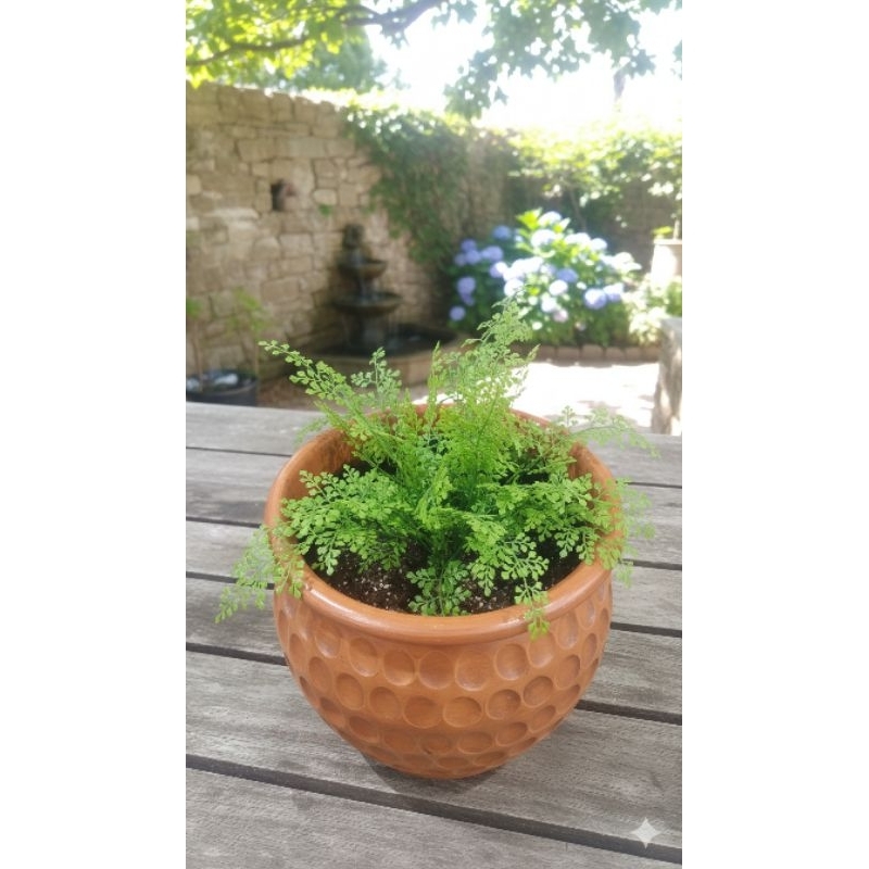 vaso de cerâmica , linha grego tor um vaso perfeito para você colocar em sua casa , sem a planta 27x35 excelente vaso 🪴🏠