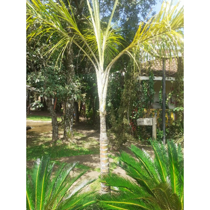 Sementes Palmeira IMPERIAL Mirim  paisagismo  ornamental jardim decoração terra vaso