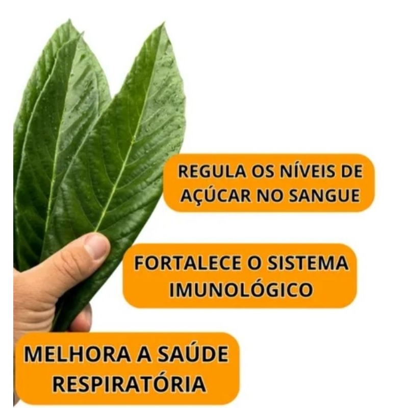 100G DE FOLHA DE AMEIXA AMARELA/ NÊSPERA